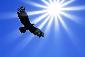Obraz premium A wedge-tailed eagle soaring high in a cloudless blue sky, wings outstretched against the sunlight.