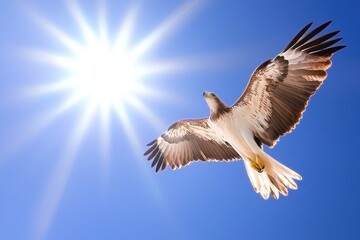 Obraz premium A wedge-tailed eagle soaring high in a cloudless blue sky, wings outstretched against the sunlight.