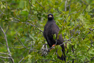 Snail Kite (Rostrhamus sociabilis)