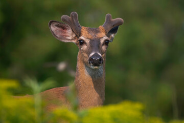 white-tailed Deer Buck (Odocoileus virginianus)