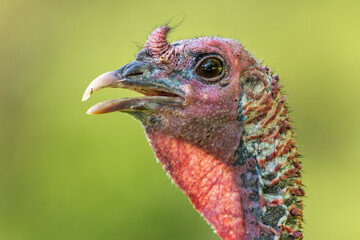 Wild Turkey Head (Meleagris gallopavo)