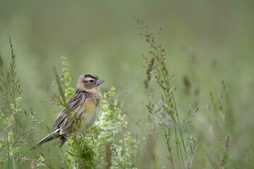Female Bobolink (Dolichonyx oryzivorus)