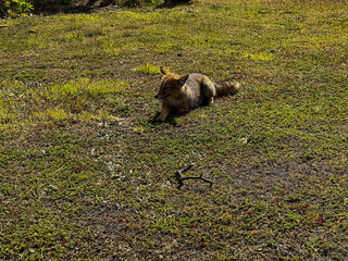 Argentina, Ushuaia - 2023, February: fox In the field