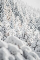 Trees covered by heavy snow in winter forest