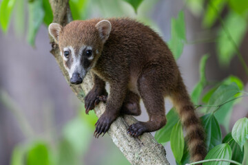 White-nosed coati (Nasua narica)