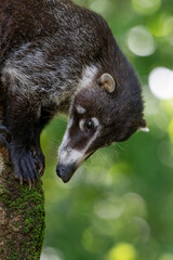 White-nosed coati (Nasua narica)