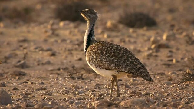 African houbara Chlamydotis undulata also Houbara bustard is relatively small bustard native to North Africa, where it lives in arid habitats, bird in the desert in Fuerteventura.