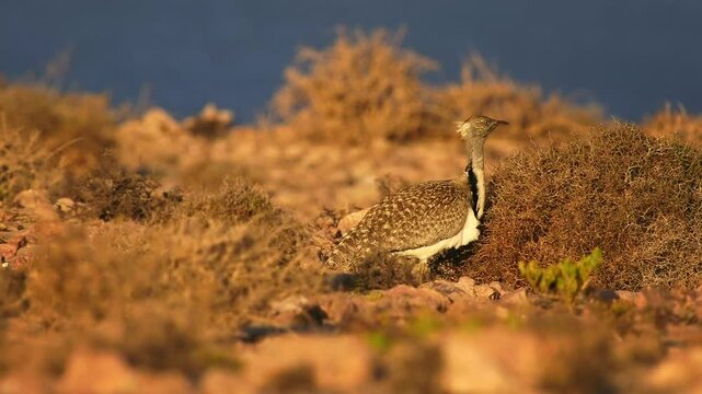 African houbara Chlamydotis undulata also Houbara bustard is relatively small bustard native to North Africa, where it lives in arid habitats, bird in the desert in Fuerteventura.