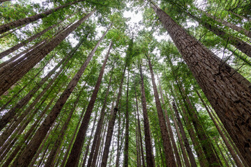 Fototapeta premium sequoia forest