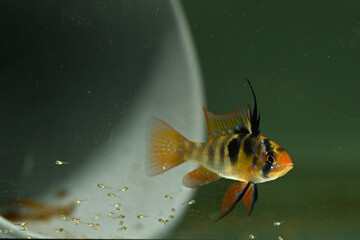 Ram Cichlid with Fry