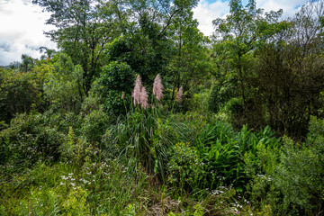 Brasilien, Pflanzen, Tiere, Landschaften, Wasser