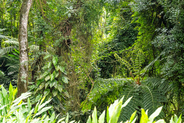 Fototapeta premium Brasilien, Pflanzen, Tiere, Landschaften, Wasser