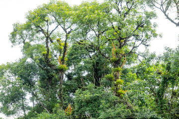 Brasilien, Pflanzen, Tiere, Landschaften, Wasser