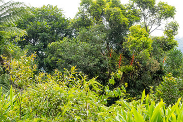 Brasilien, Pflanzen, Tiere, Landschaften, Wasser