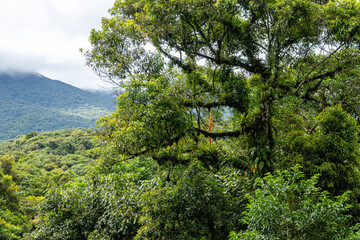 Obraz premium Brasilien, Pflanzen, Tiere, Landschaften, Wasser