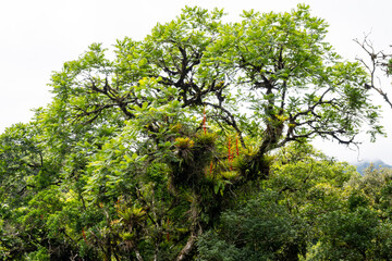 Brasilien, Pflanzen, Tiere, Landschaften, Wasser