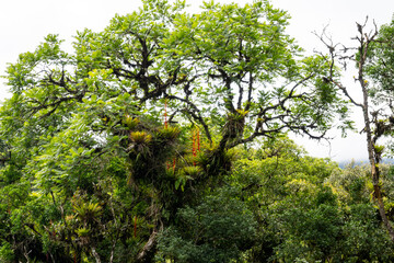 Fototapeta premium Regenwaldbaum mit Epiphyten und Bromelien