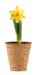 Narcissus flower in a pot on white background