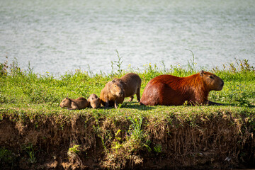 Brasilien, Pflanzen, Tiere, Landschaften, Wasser