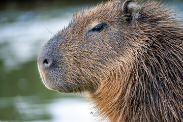 Brasilien, Pflanzen, Tiere, Landschaften, Wasser