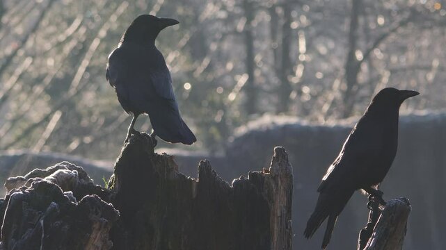 Closeup footage of a pair of crows sitting on a frozen tree trunk that is thawing in the morning sun