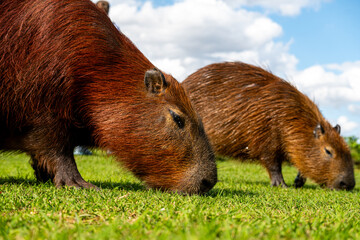 Brasilien, Pflanzen, Tiere, Landschaften, Wasser