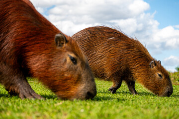 Brasilien, Pflanzen, Tiere, Landschaften, Wasser