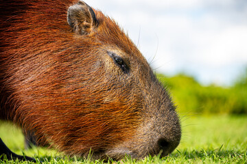 Fototapeta premium Nahaufnahme eines grasenden Wasserschweins (Capybara)