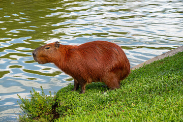 Brasilien, Pflanzen, Tiere, Landschaften, Wasser