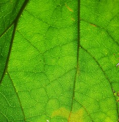Green Leaf Background, closeup
