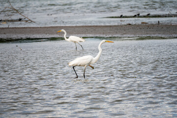 Brasilien, Pflanzen, Tiere, Landschaften, Wasser