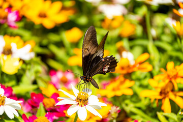 Brasilien, Pflanzen, Tiere, Landschaften, Wasser