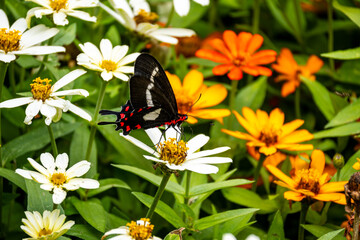 Fototapeta premium Brasilien, Pflanzen, Tiere, Landschaften, Wasser