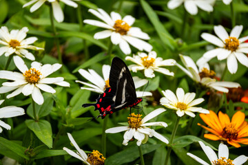 Fototapeta premium Brasilien, Pflanzen, Tiere, Landschaften, Wasser