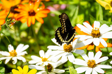Brasilien, Pflanzen, Tiere, Landschaften, Wasser