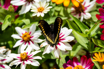 Brasilien, Pflanzen, Tiere, Landschaften, Wasser