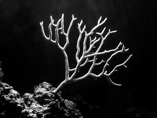 Fototapeta premium Ethereal Underwater Coral Formation
