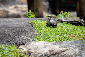 Brasilien, Pflanzen, Tiere, Landschaften, Wasser
