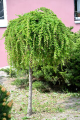European larch, variety Puli, on a strain (Larix decidua)