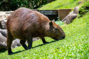 Fototapeta premium Capybara (Wasserschwein) auf Nahrungssuche im Gras