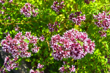 Fototapeta premium Common oregano inflorescences (Origanum vulgare L.)