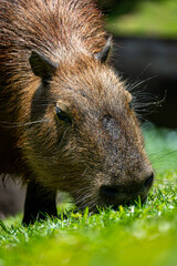 Brasilien, Pflanzen, Tiere, Landschaften, Wasser
