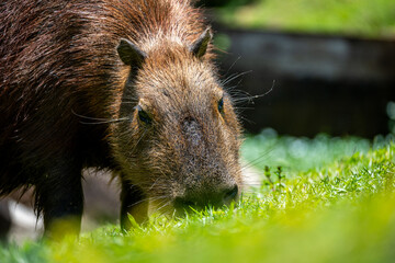 Brasilien, Pflanzen, Tiere, Landschaften, Wasser