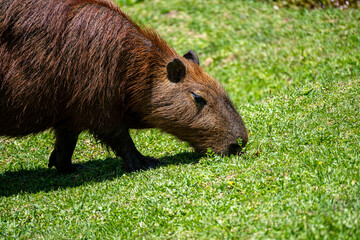 Brasilien, Pflanzen, Tiere, Landschaften, Wasser