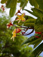 Plumeria, Hawaii © Maja
