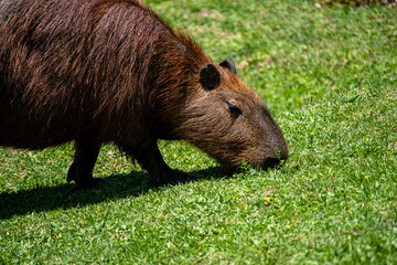 Brasilien, Pflanzen, Tiere, Landschaften, Wasser