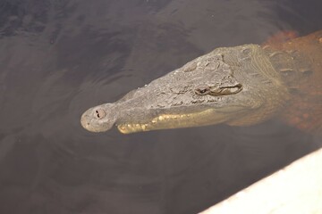 American Crocodile Everglades Florida Half Jaw 