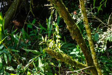 Brasilien, Pflanzen, Tiere, Landschaften, Wasser