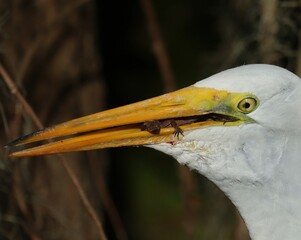 Great Egret Lizard Catch Circle B Bar Reserve Florida