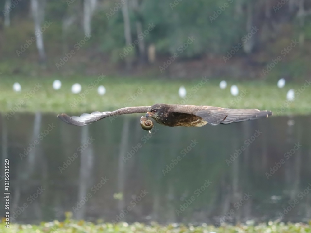 Wall mural Endangered Snail Kite Evolutionary Wonder Florida